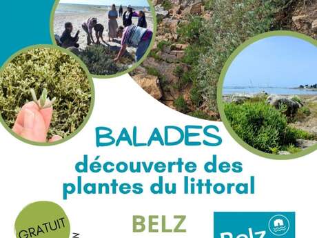 Balade découverte des plantes du littoral
