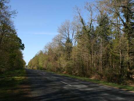 Forêt Domaniale de Coeby