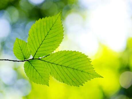 La cure de printemps