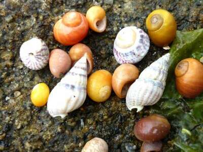 Découverte de l'estran : les petits animaux du bord de mer