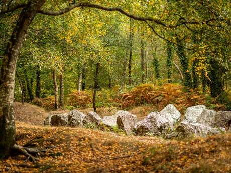 Entre landes et forêt
