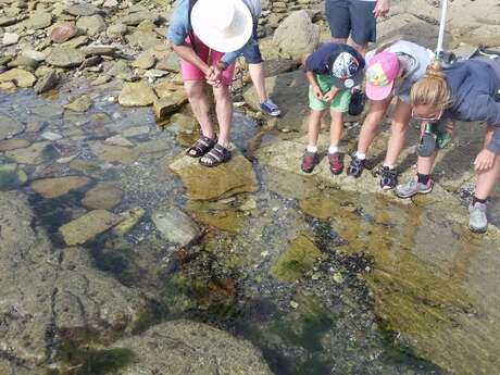 S'émerveiller des petits trésors naturels à marée basse
