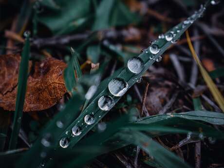 Mieux utiliser l'eau au jardin avec la permaculture