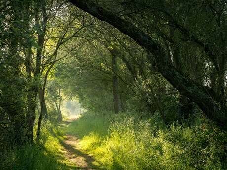 La forêt d'Iffendic