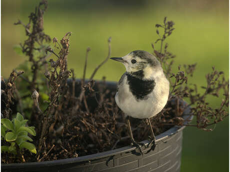 Exposition photos « Oiseaux de nos jardins »
