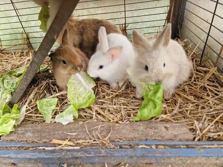 Atelier bébé fermier