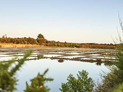 Sortie nature "les marais salants de La Trinité-sur-Mer"