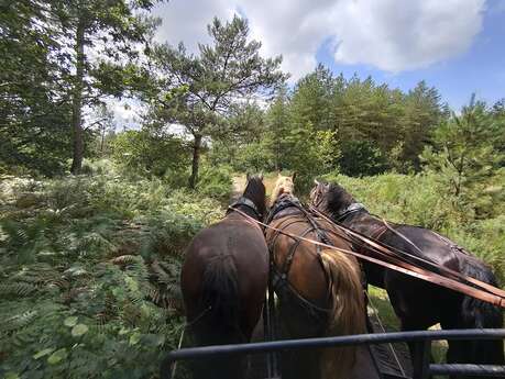 Calèche de Brocéliande