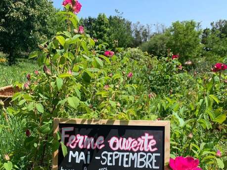 Ferme Ouverte, Lucette et Camomille