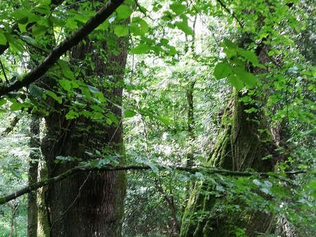 Balades créatives en forêt de Brocéliande