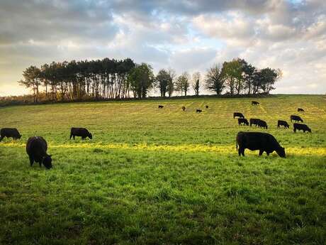 Un après-midi à la ferme - Ferme Joly Angus