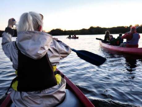 Balade nocturne chauve-souris