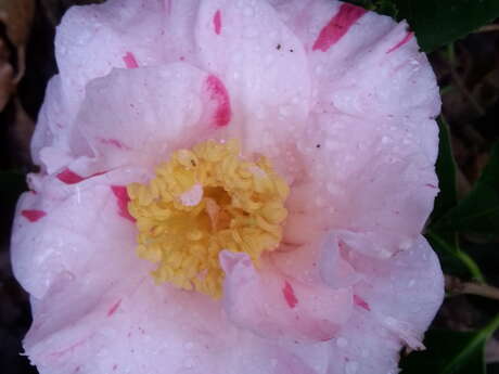 Journées des camelias, magnolias et érables du Japon aux jardins d'Ewen