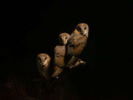 Les petites échappées : nuit de la chouette