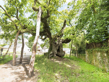 Chêne de Longueville
