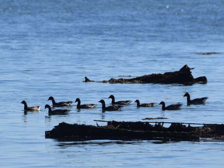 A battement d’ailes : les oiseaux hivernants de la Baie de Quiberon - Dunes Sauvages