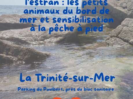 Découverte de l'estran : les petits animaux du bord de mer