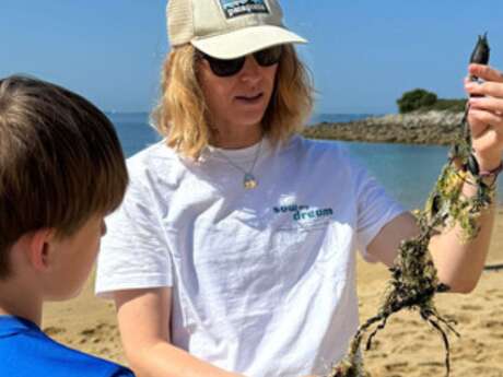 Exploration laisse de mer
