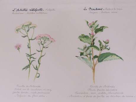 Exposition "Plantes médicinales de Bretagne"