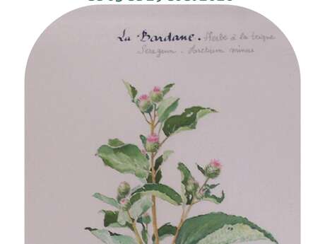 Exposition Plantes médicinales de Bretagne