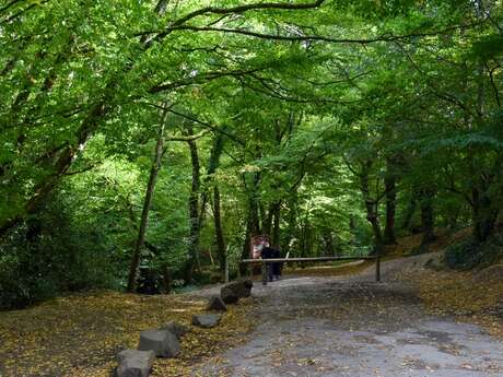 Forêt de Paimpont en Brocéliande