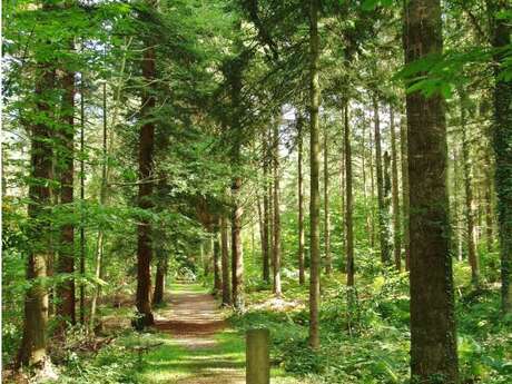 La forêt de Montfort