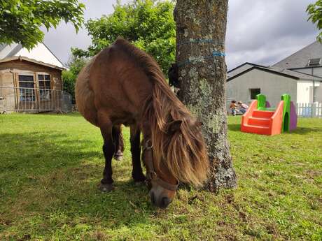 Jeux avec les poneys