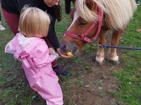 Balade en main à poney ou à cheval