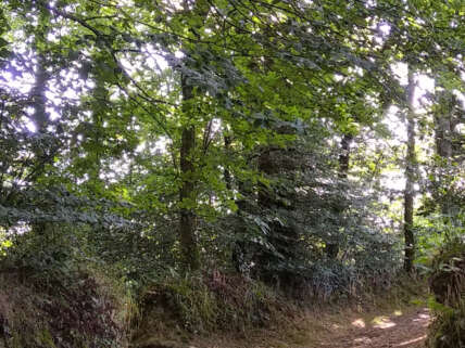 Balade contée à la découverte des arbres