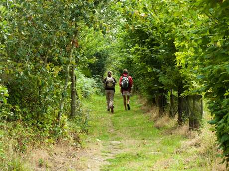 10. Circuit des étangs et de la forêt de Branguily