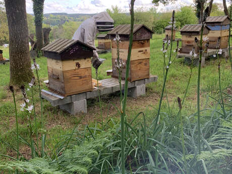 Un après-midi à la ferme - Apicultrice Lucette et camomilles
