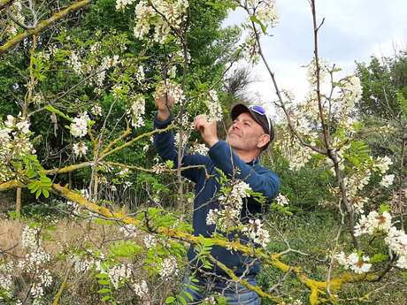 Robin des Fleurs