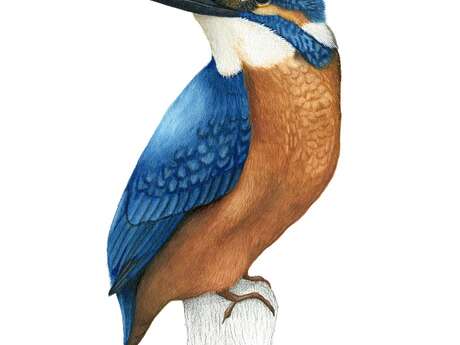 Exposition Illustrations Naturalistes de Janick Le Goff
