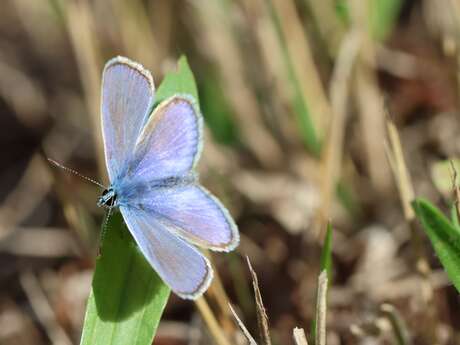 Landes du Crano : Plantes et petites bêtes de la lande