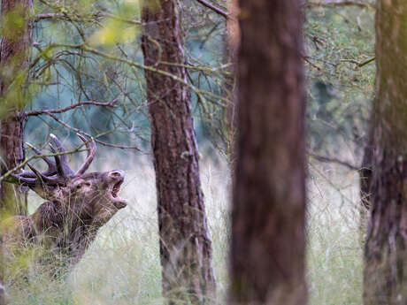 Rencontre avec Jean-Marie Séveno "Le murmure des feuilles"