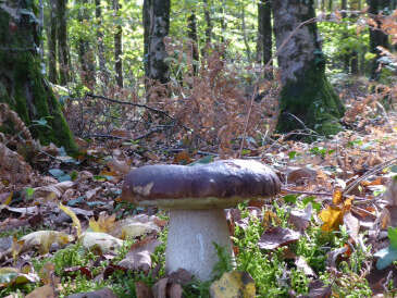 Exposition "L'or des bois"