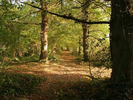 Le bois de Grisan