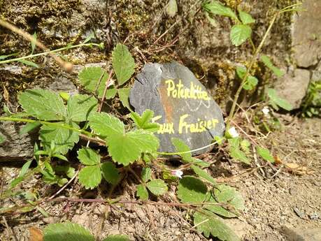 Balade nature "Sauvages de ma rue"