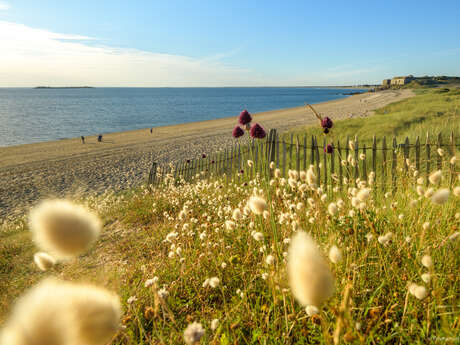 Les super-pouvoirs des fleurs de Port Bara - Dunes Sauvages