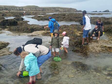 Découverte des tresors de l'estran à marée basse