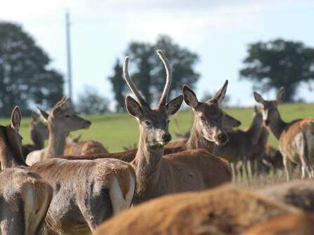 Parc des Cerfs de Kerfulus