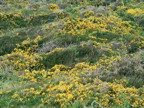 Les landes et pelouses littorales