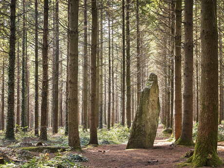 Menhir Men Bras