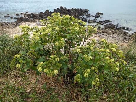 Sortie découverte des plantes du littoral avec Incoyables Chemins