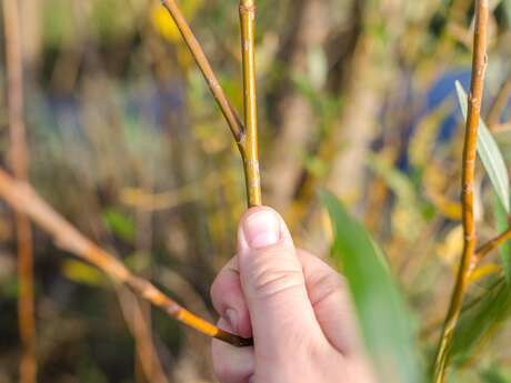 Le Blavet au naturel : fabrication d'une haie sèche