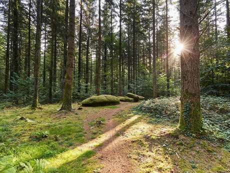 Visite guidée en forêt de Camors
