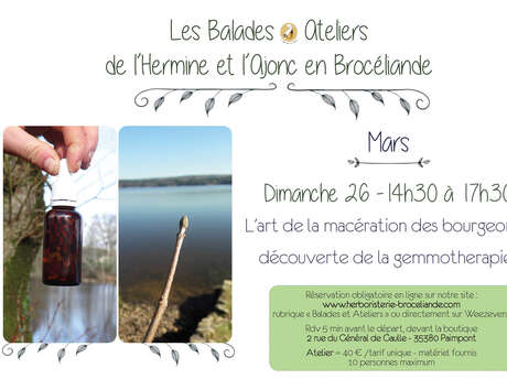 Balade atelier : L'art de la macération des bourgeons : découverte de la gemmothérapie - L'Hermine et l'Ajonc