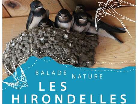 Balade nature Les hirondelles