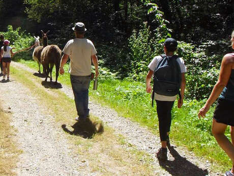 Rencontre et balade avec un lama