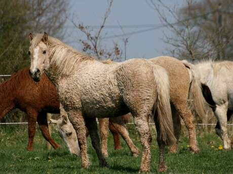 Jak Curly - haras et écurie de propriétaires